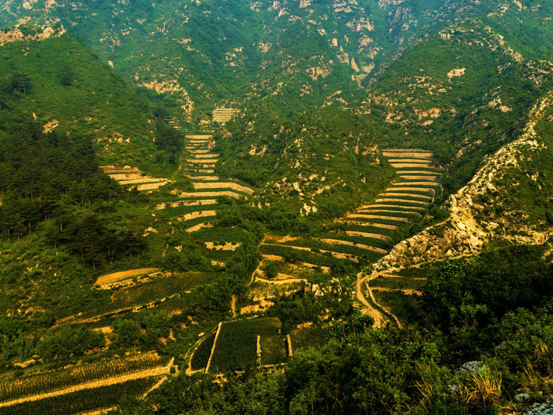 核桃樹(shù)下和諧村